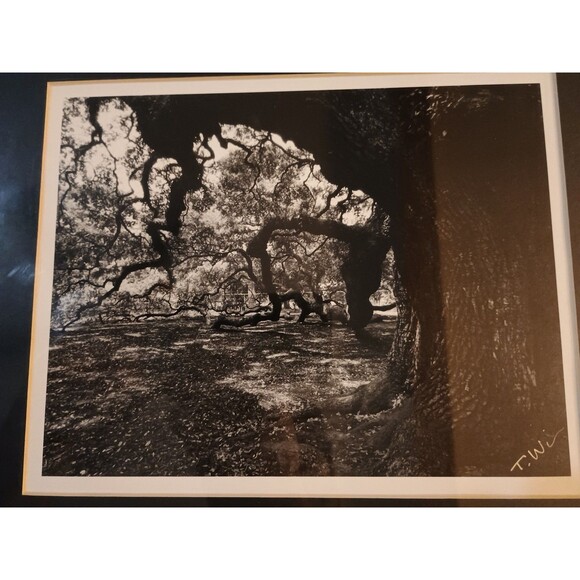 Photographic Art Angel Oak Tree John Island SC By Toni Winn 14.5x11 - Picture 10 of 10